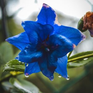 plants not to plant with larkspur