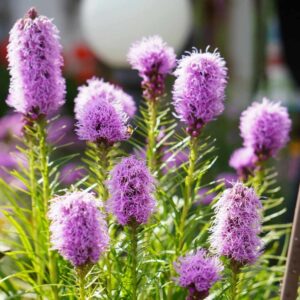plants not to plant with liatris