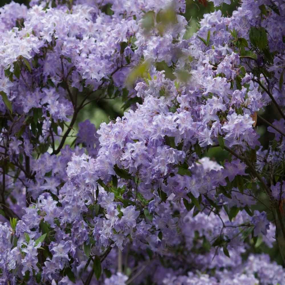plants not to plant with lilacs