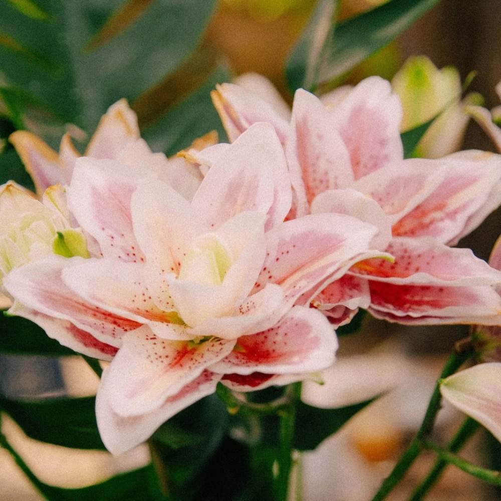 plants not to plant with lilies