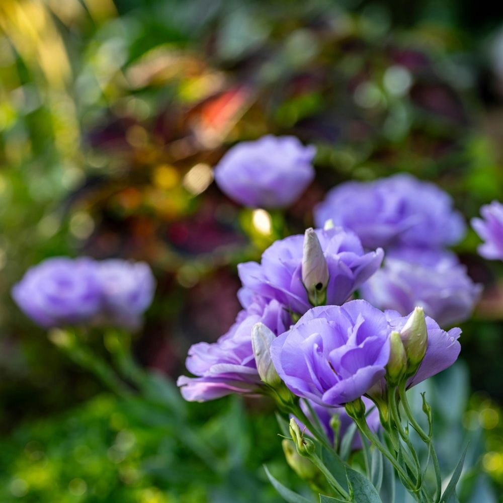 plants not to plant with lisianthus