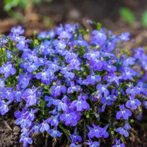 plants not to plant with lobelia
