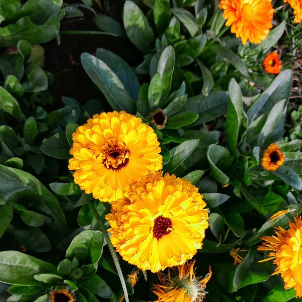plants not to plant with marigolds