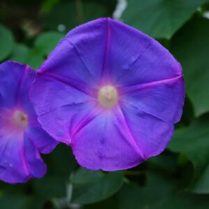 plants not to plant with morning glory