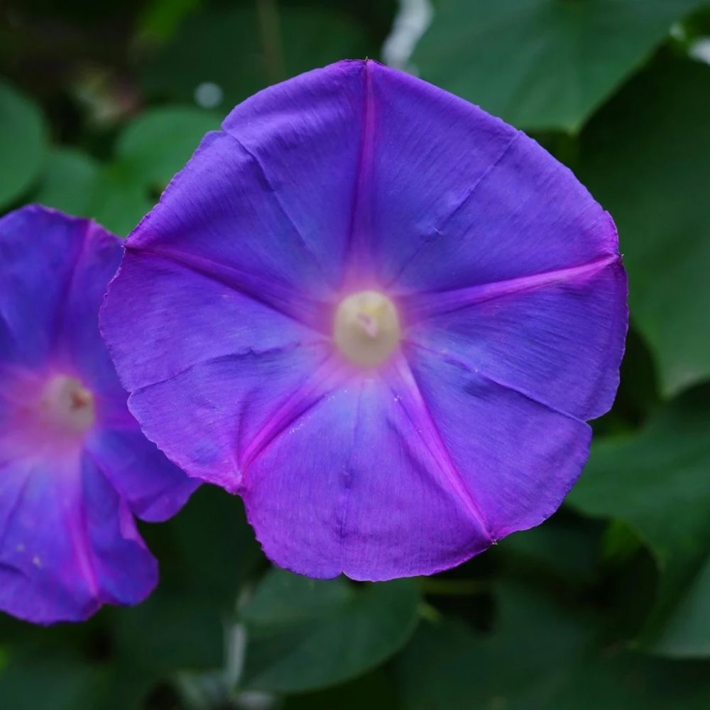 plants not to plant with morning glory