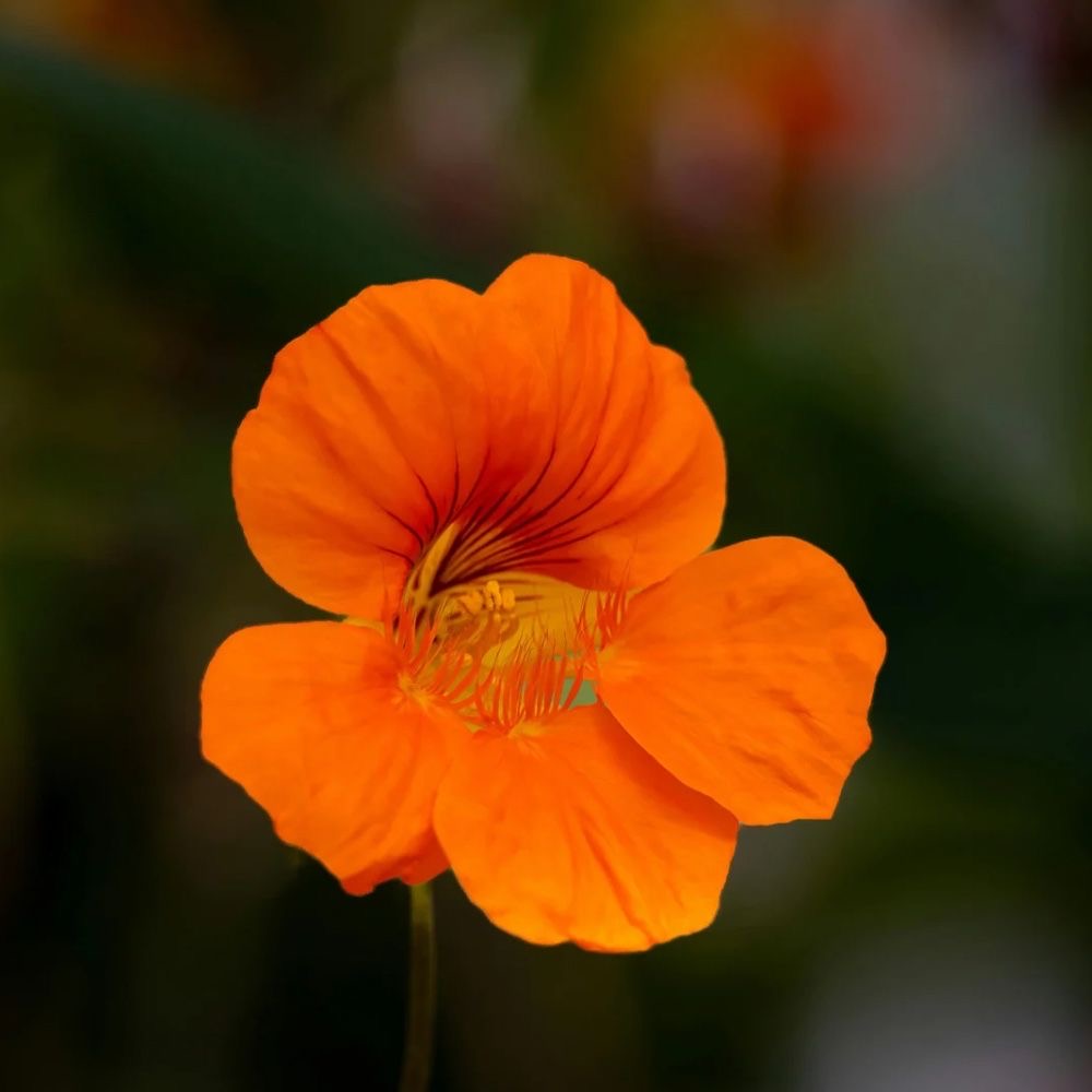 plants not to plant with nasturtiums
