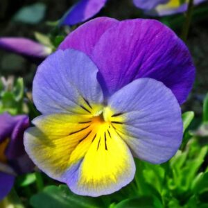 plants not to plant with pansies
