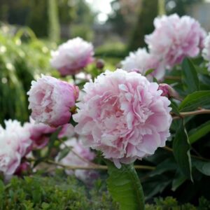 plants not to plant with peonies