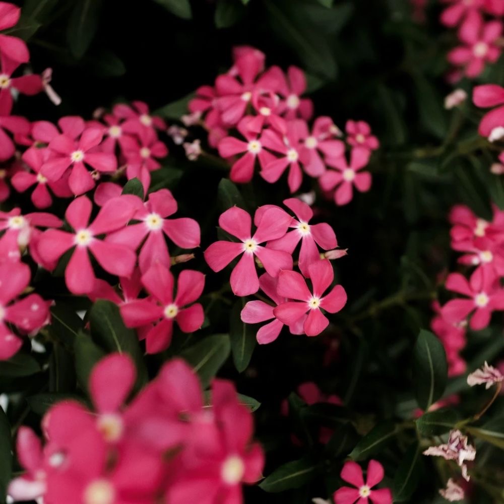 plants not to plant with periwinkle