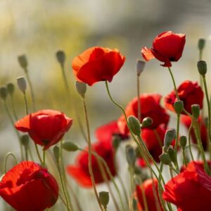 plants not to plant with poppies
