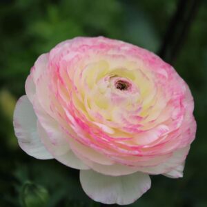plants not to plant with ranunculus