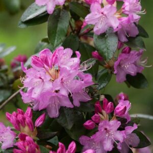 plants not to plant with rhododendrons