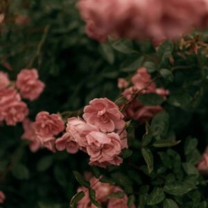 plants not to plant with roses