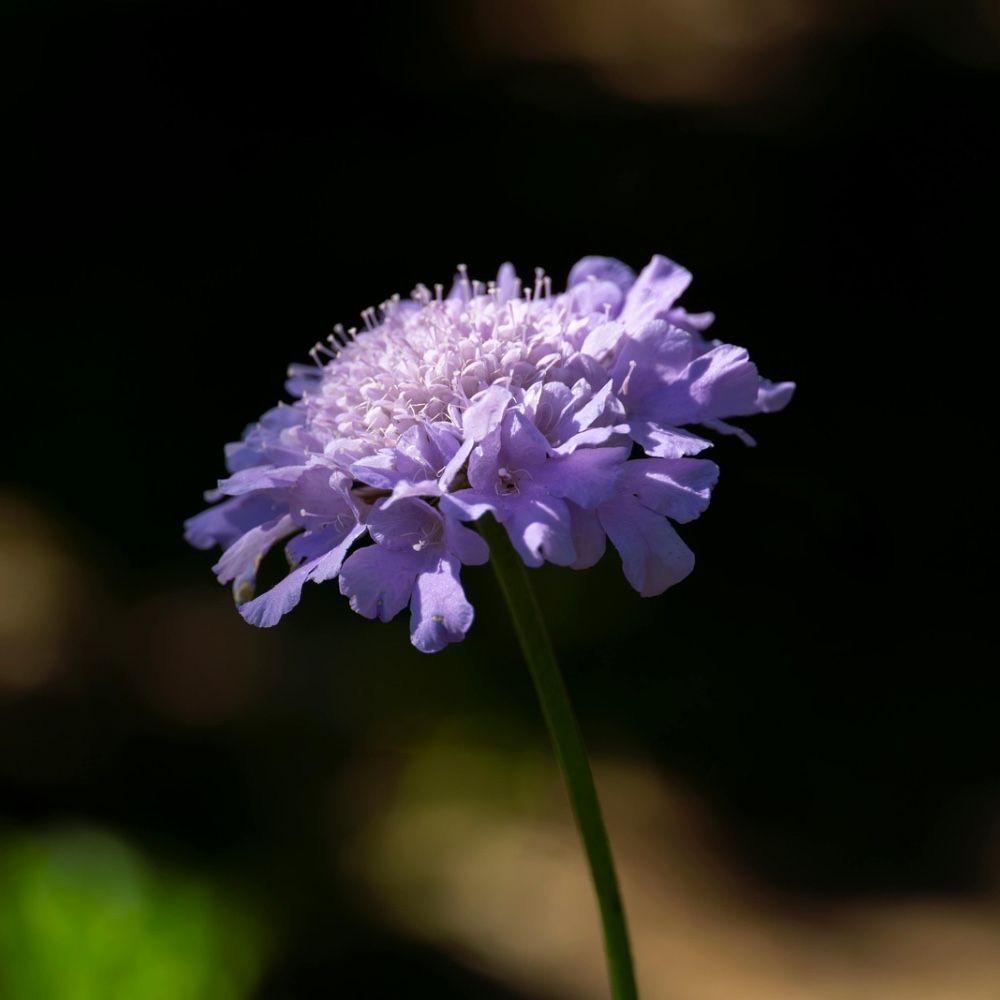 plants not to plant with scabiosa
