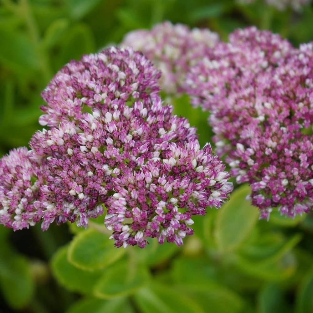 plants not to plant with sedum