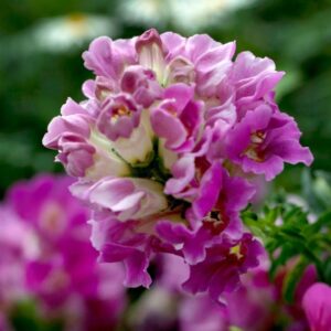 plants not to plant with snapdragons