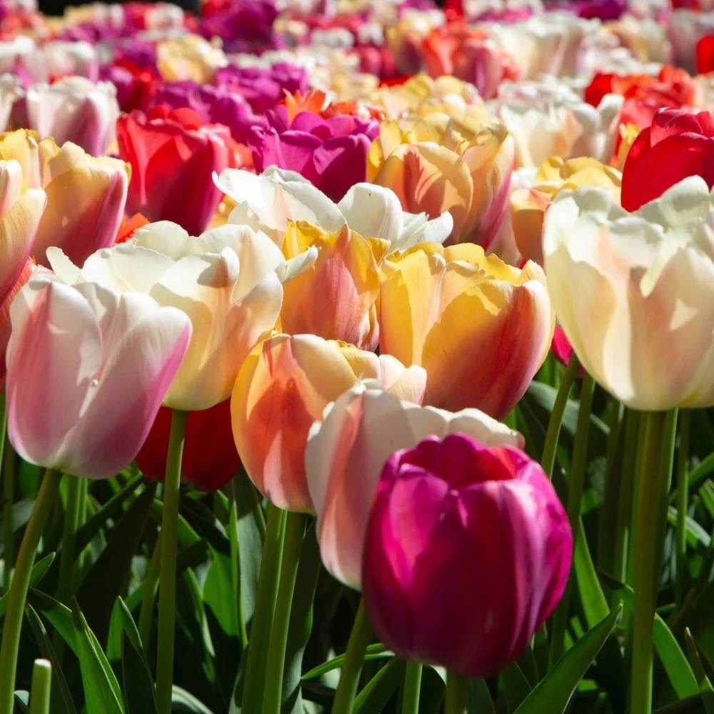 plants not to plant with tulips