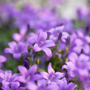 plants not to plant with violets