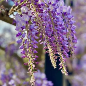 plants not to plant with wisteria