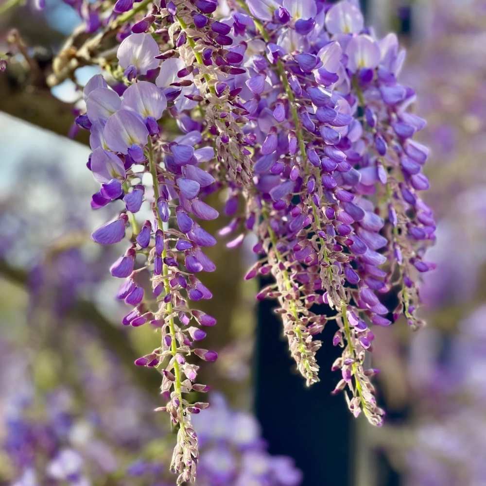 plants not to plant with wisteria