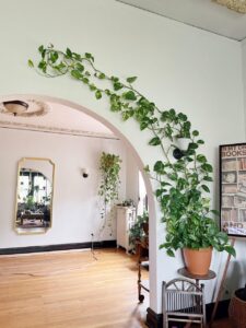 pothos climbing ideas