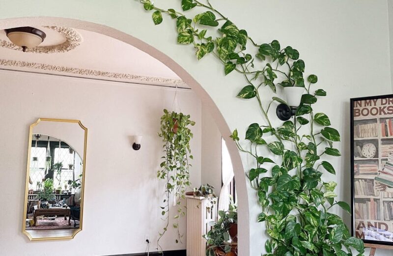 pothos climbing ideas