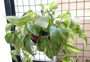 pothos lighting guide