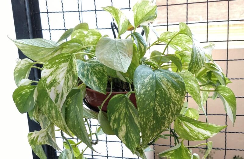Lighting Requirements Guide for Pothos Plant pothos lighting guide