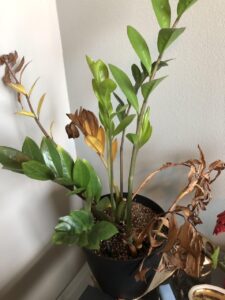 reasons Zz plant is turning brown