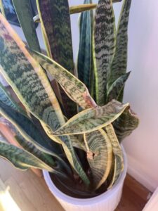 reasons for brown snake plant leaves