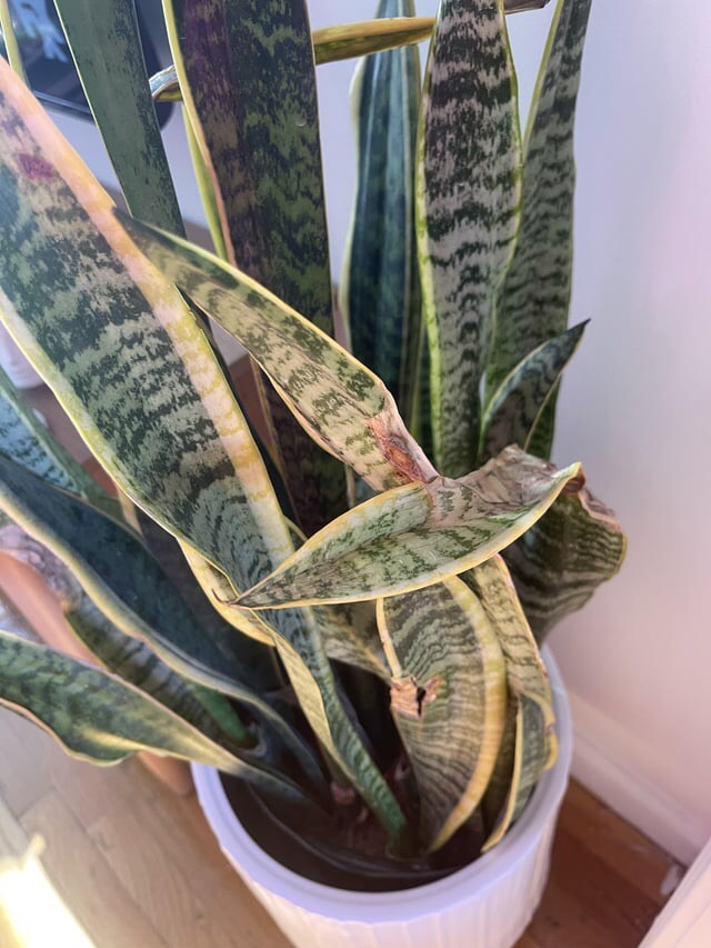 reasons for brown snake plant leaves