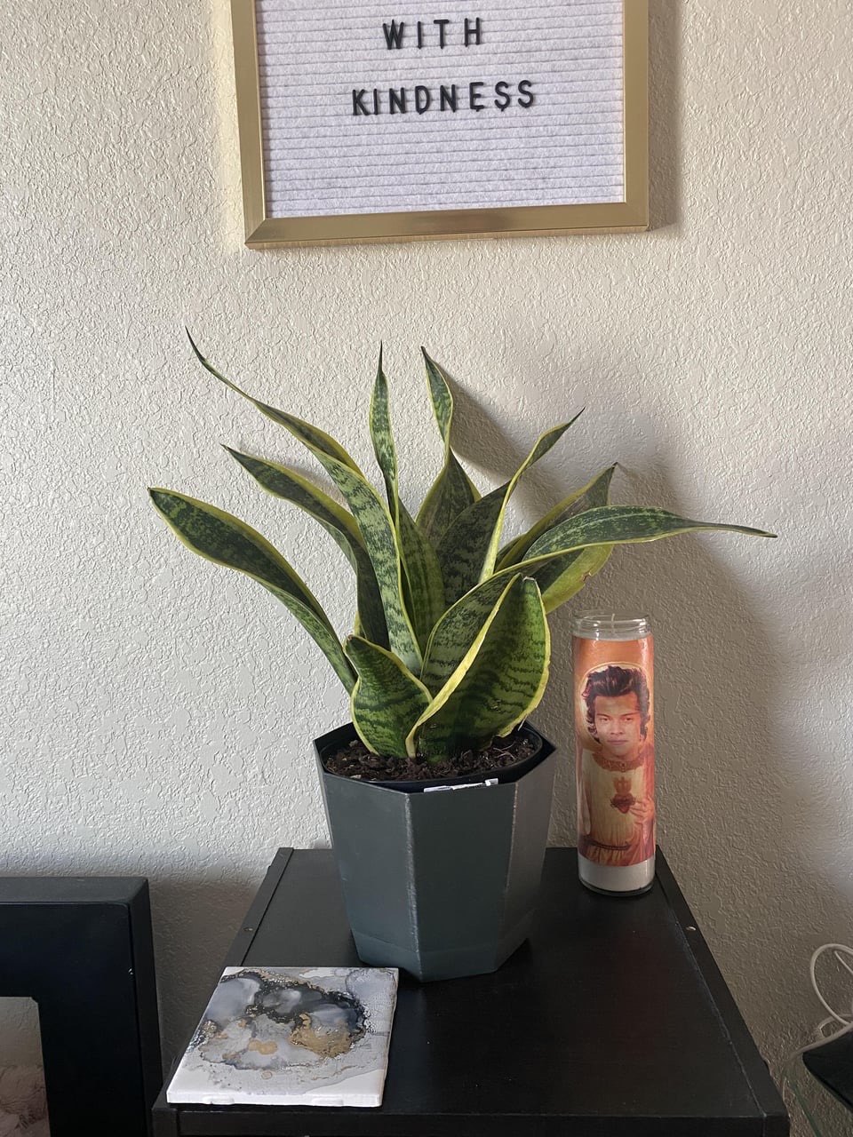 reasons for curling snake plant leaves