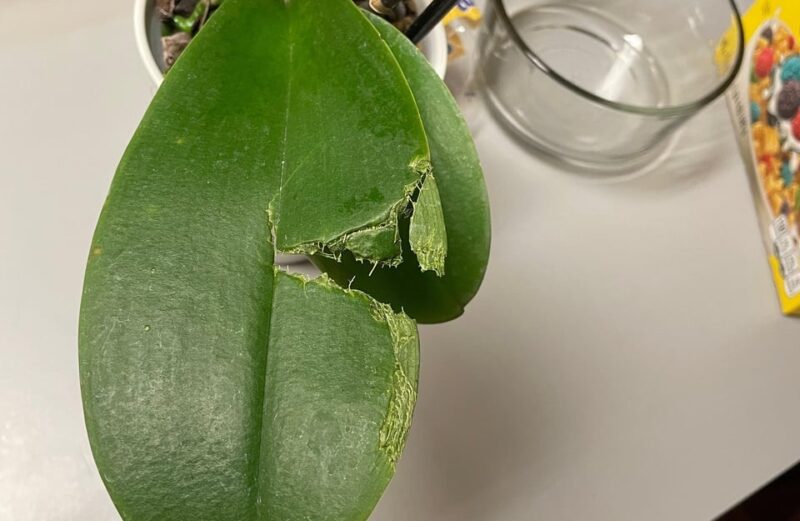 reasons for orchid split leaves