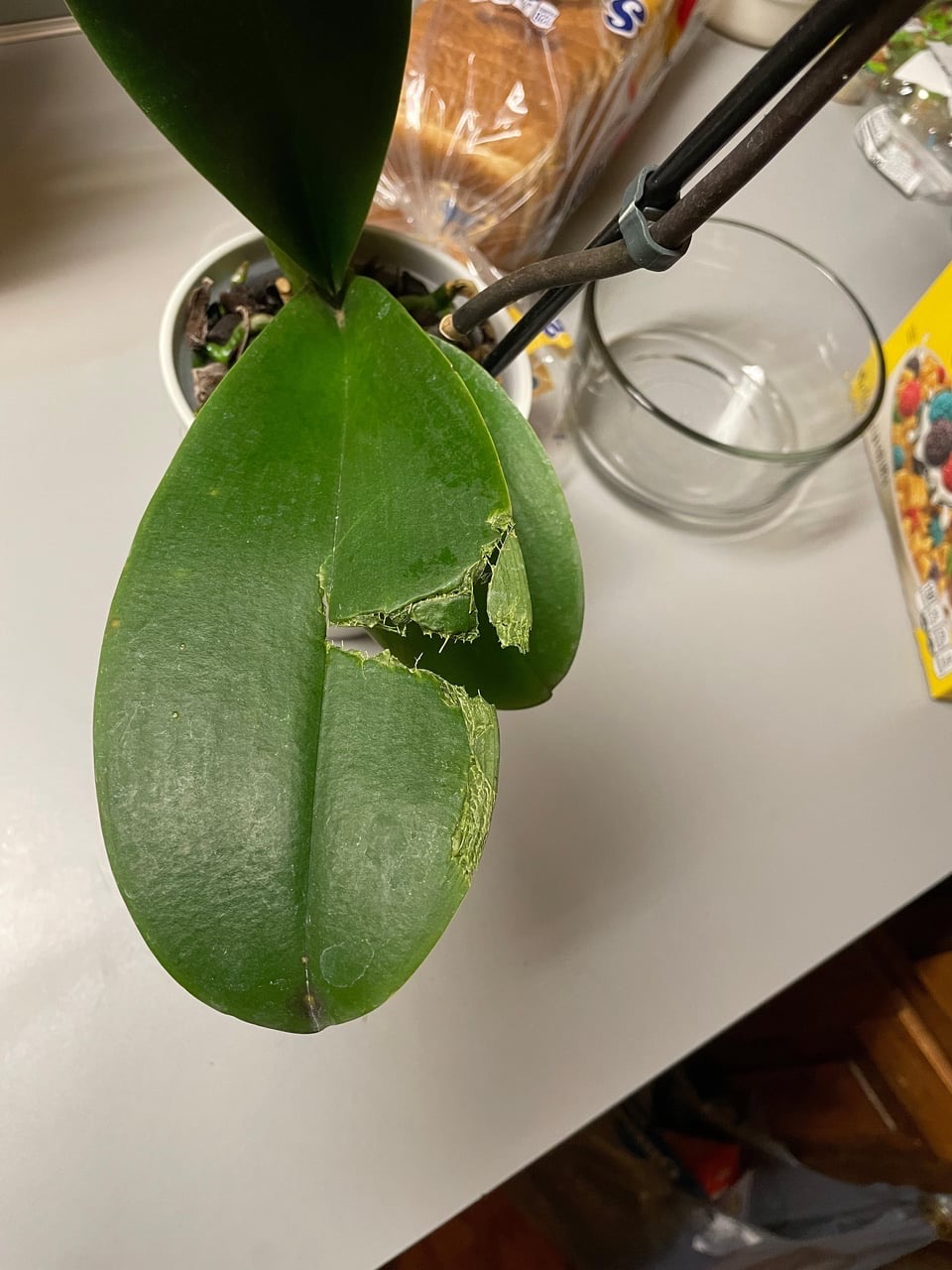 reasons for orchid split leaves