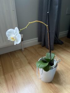 reasons for orchid yellow stem