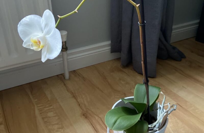 reasons for orchid yellow stem