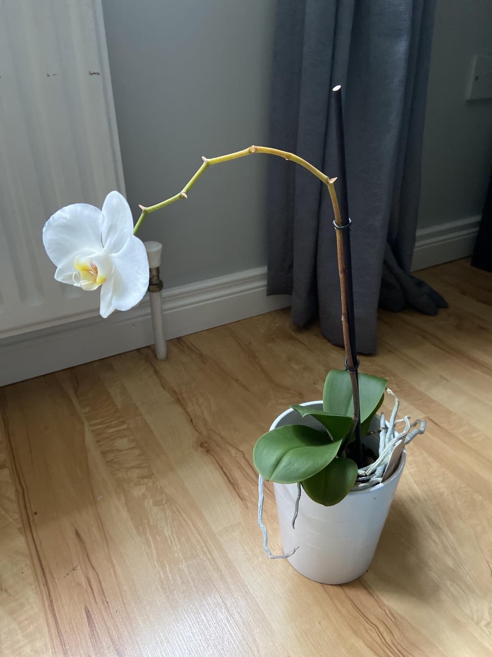 reasons for orchid yellow stem