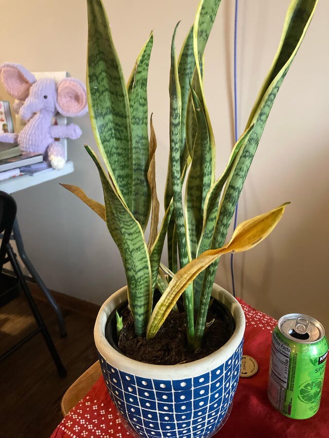 reasons for yellow snake plant leaves