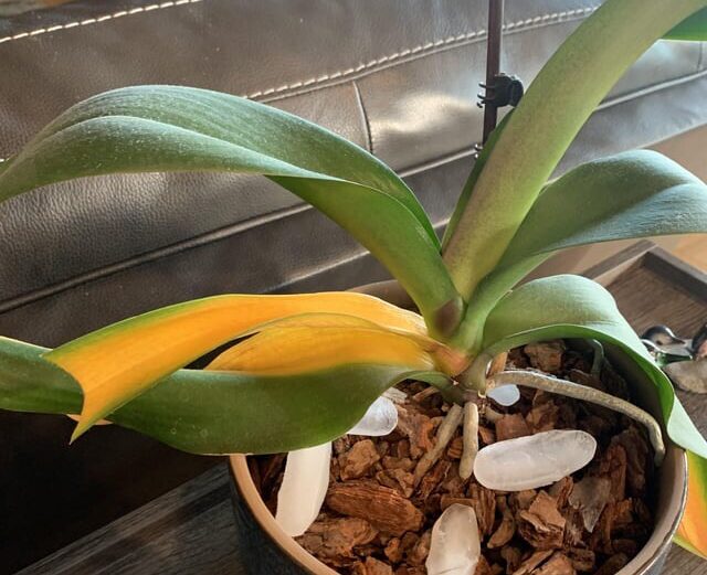 reasons orchid leaves turn yellow