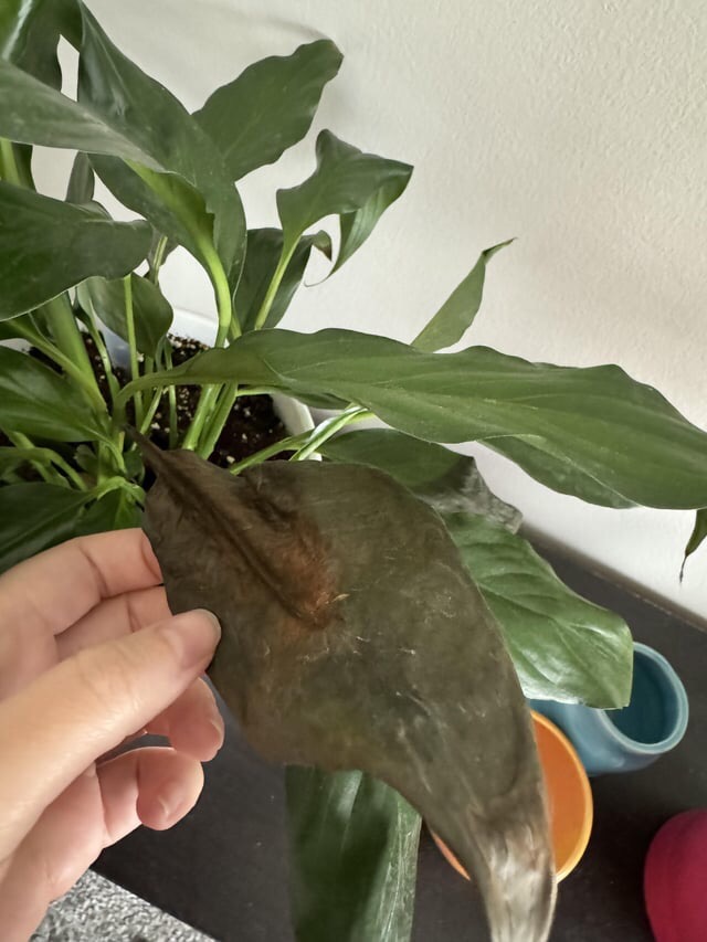 reasons peace Lily has brown leaves