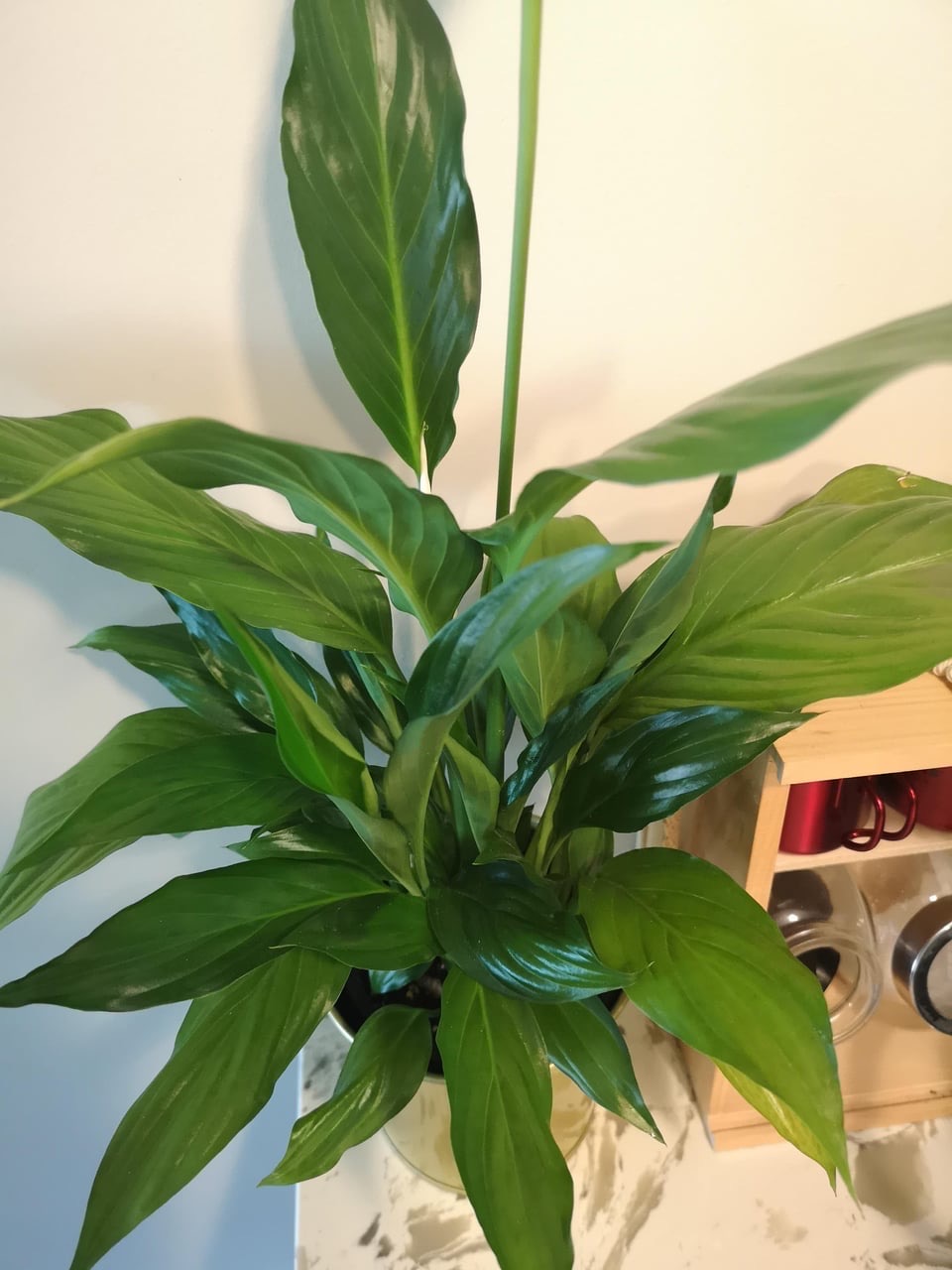 reasons peace lily isn't flowering