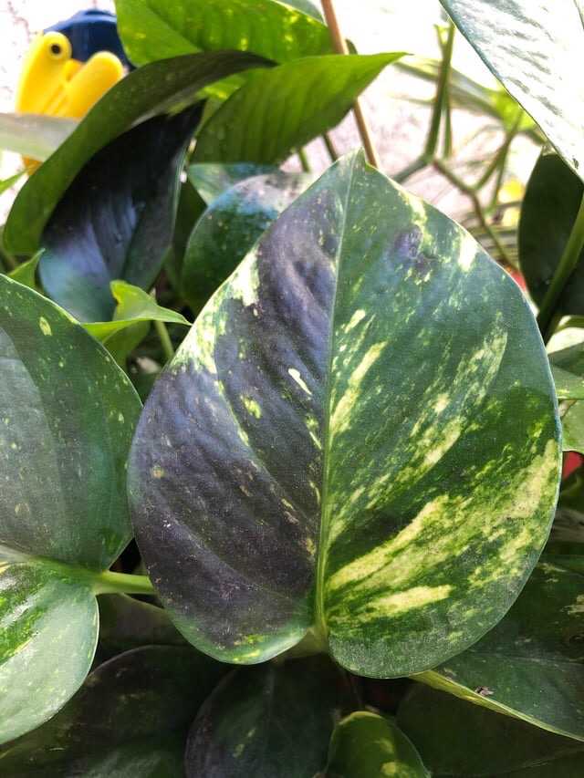 reasons pothos leaves turning black