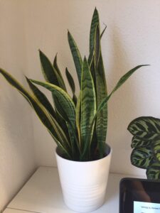reasons snake plant is leaning