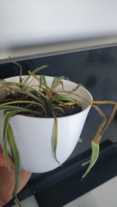 reasons spider plant isn't growing