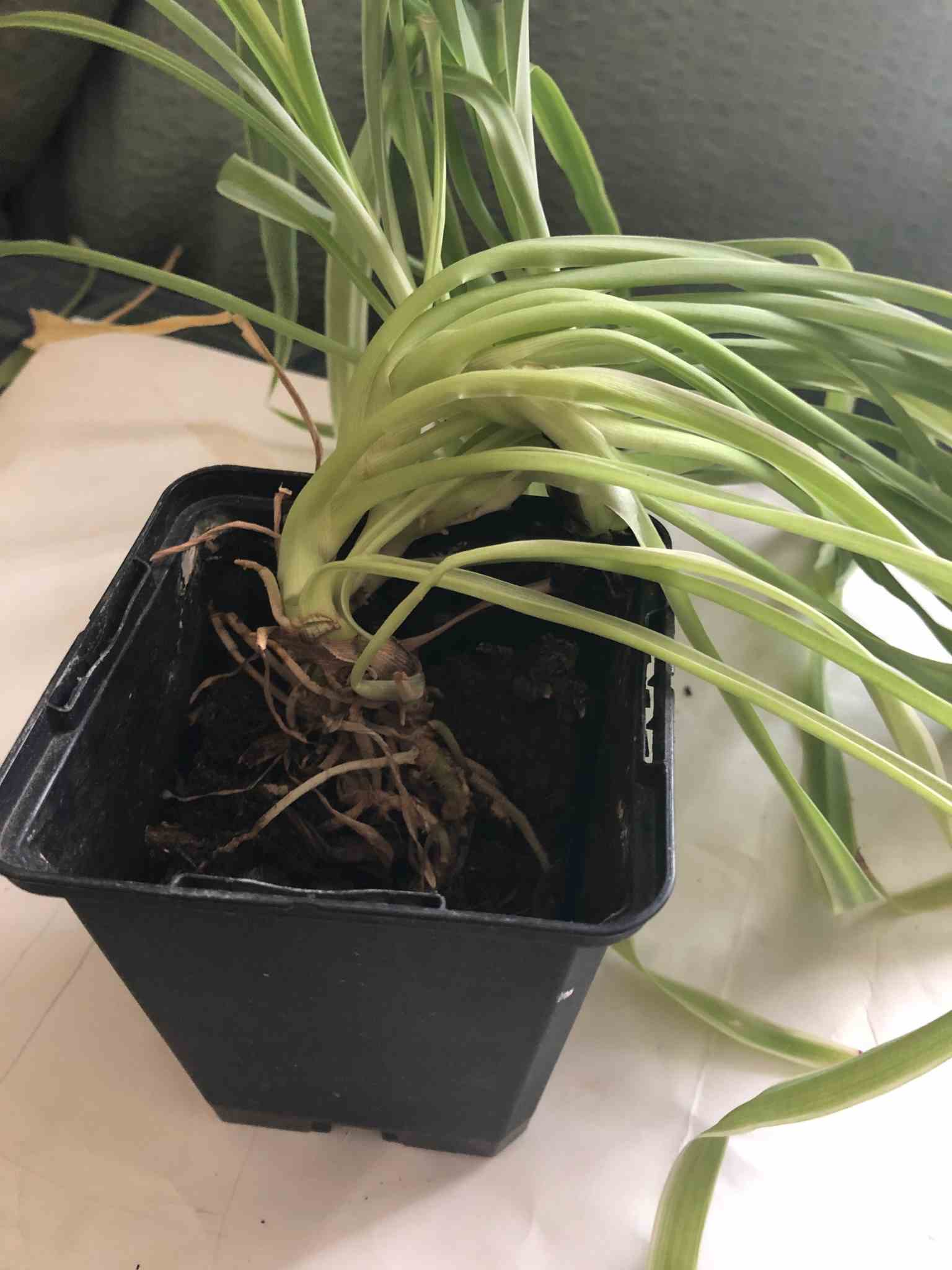 reasons for spider plant leaves bending