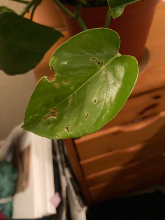 reasons your pothos leaves have holes