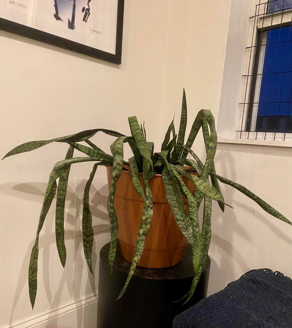 reasons your snake plant is drooping