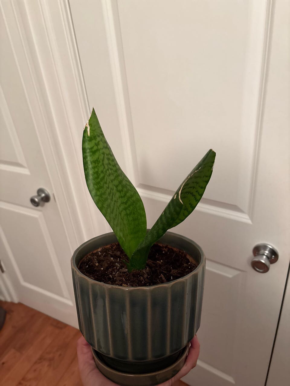 reasons snake plant isn't growing