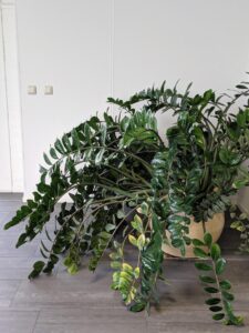 reasons Zz plant is drooping