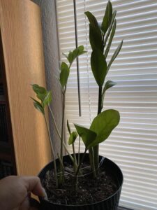 save a dying Zz plant